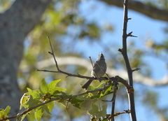 Baeolophus inornatus