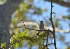 Baeolophus inornatus