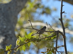 Baeolophus inornatus