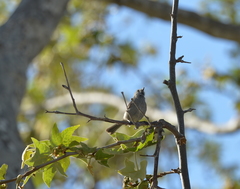 Baeolophus inornatus