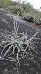 Tillandsia streptocarpa
