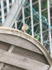 Phoenicurus phoenicurus