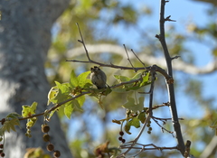 Baeolophus inornatus