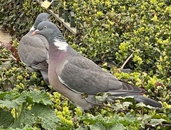 Columba palumbus