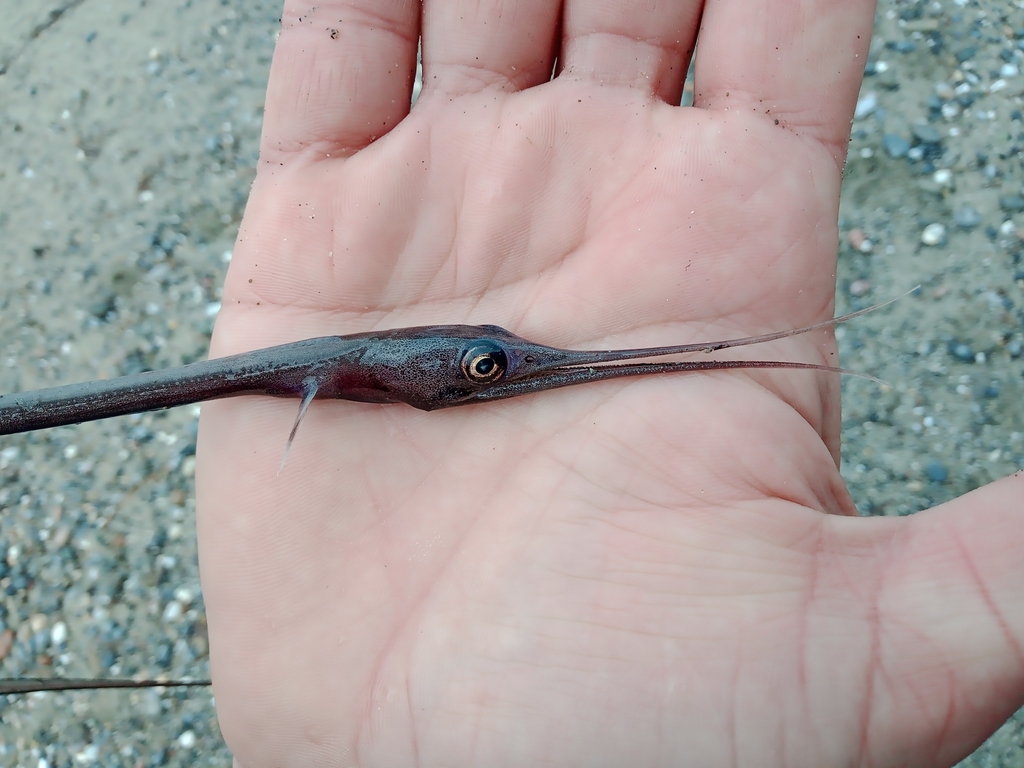 Slender Snipe-Eel