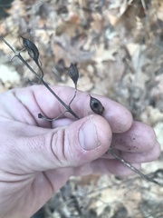Pyrrhia aurantiago