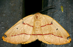 Phoenicocampa rubrifasciata