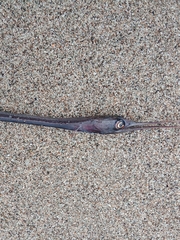 Nemichthys scolopaceus