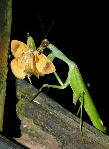 Common Green Mantis photo 4