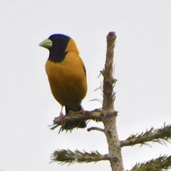 Mycerobas affinis