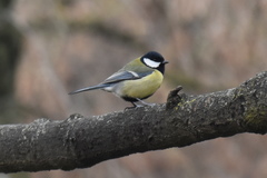 Parus major