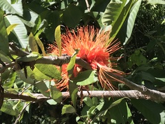 Brownea macrophylla