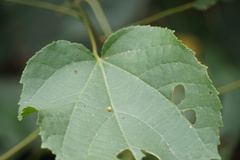 Charaxes marmax