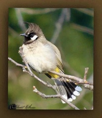 Pycnonotus leucogenys