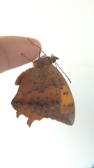 Charaxes marmax