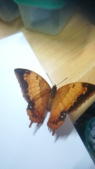 Charaxes marmax