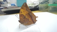 Charaxes marmax