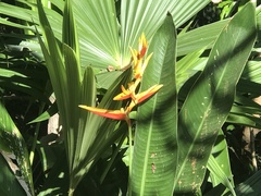 Heliconia × nickeriensis