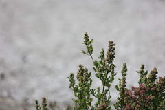 Chenopodium ficifolium
