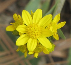 Senecio wootonii