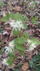 Neviusia alabamensis