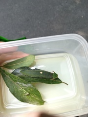 Charaxes bernardus