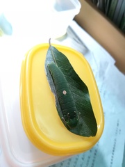 Charaxes bernardus