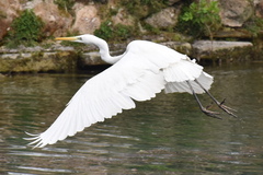 Ardea alba