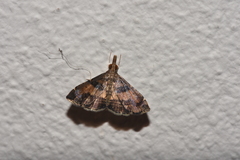 Diplopseustoides mineti
