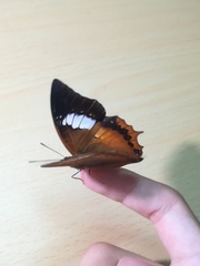Charaxes bernardus