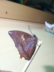 Charaxes bernardus
