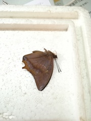 Charaxes bernardus