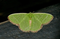 Comibaena leucospilata