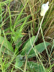 Chaptalia integerrima