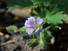 Geranium pusillum