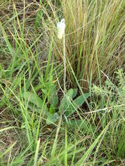 Chaptalia integerrima