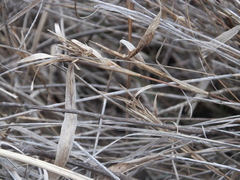 Cleistogenes