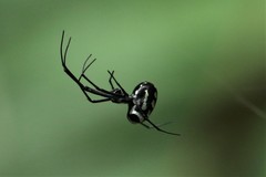 Leucauge argentina