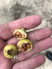 Psidium longipetiolatum