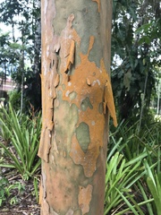 Psidium longipetiolatum