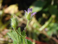 Geranium pusillum