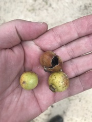 Psidium longipetiolatum