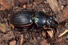 Pasimachus rotundipennis