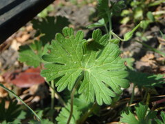 Geranium pusillum