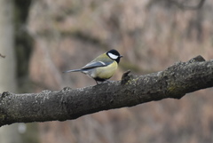 Parus major