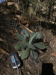 Agave guadalajarana