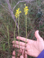 Cambessedesia espora