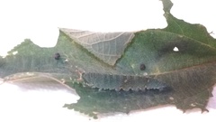 Euripus nyctelius