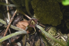 Asarum canadense canadense