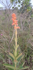 Sinningia allagophylla